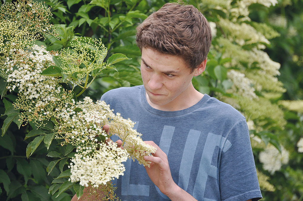 Der Stand der Holunderblüte