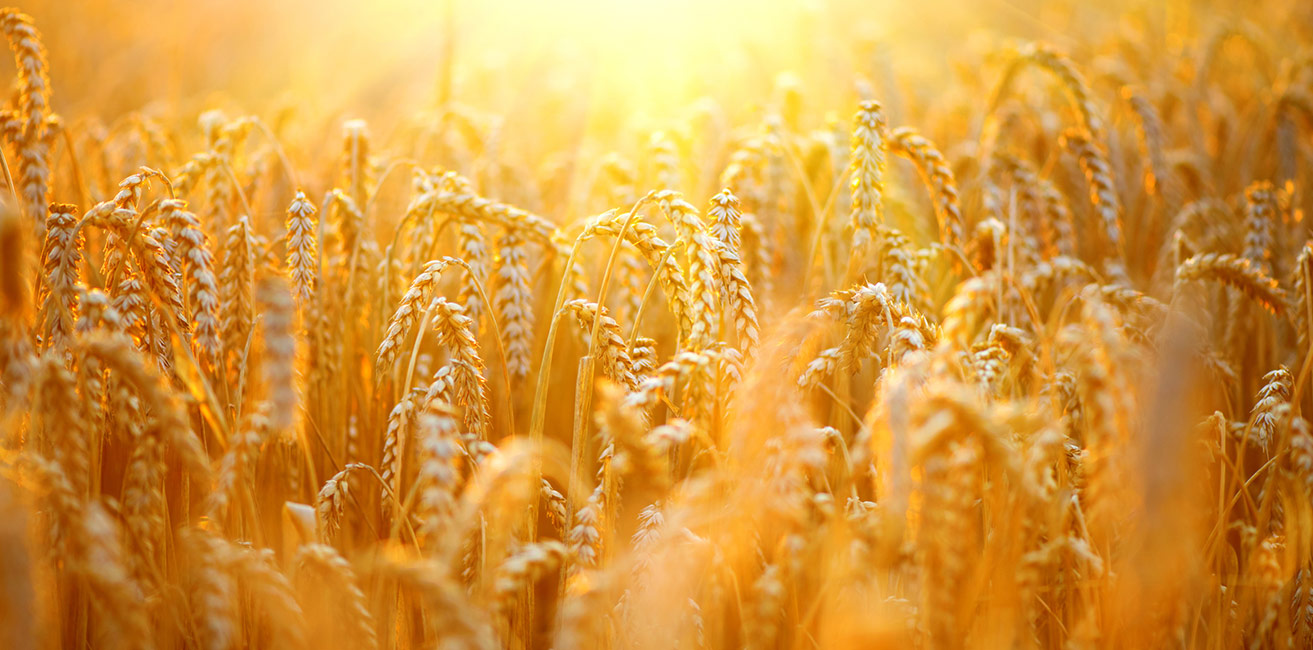 Goldenes Weizenfeld bei Sonnenuntergang, reife Ähren im warmen Abendlicht, Nahaufnahme der Getreidehalme in atmosphärischer Beleuchtung